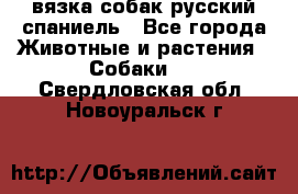 вязка собак русский спаниель - Все города Животные и растения » Собаки   . Свердловская обл.,Новоуральск г.